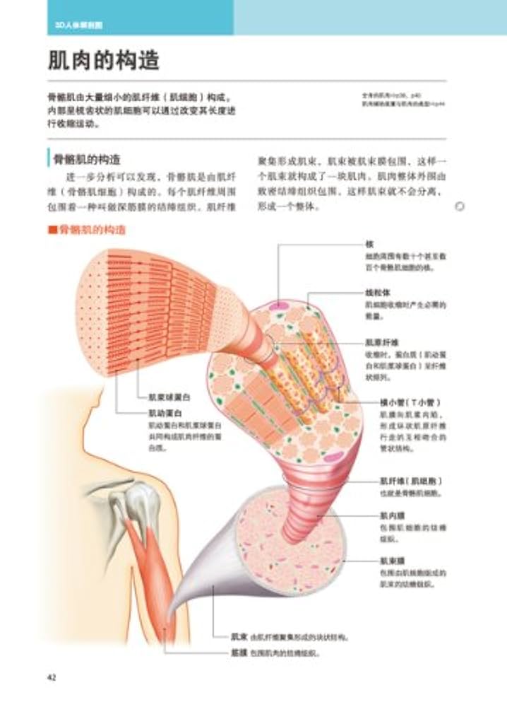 人体解剖学 全新3D人体解剖图: 坂井建雄，桥本尚词孙越，唐晓艳